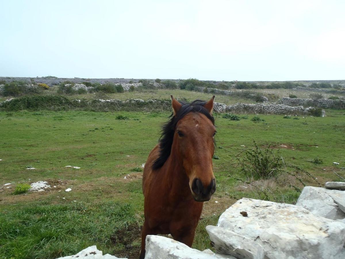 A Casa Da Serra - Alojamento Local Casal Velho Dış mekan fotoğraf